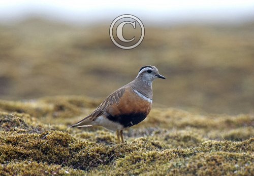 Dotterel DM1667